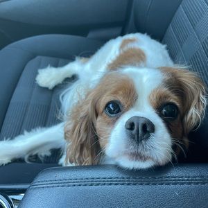 Meet your Posher, Kara